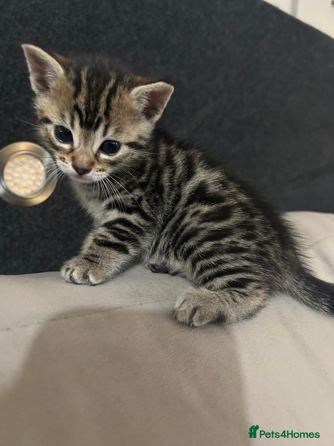 Bengal cats for sale: Half Bengal kittens   - Image 15