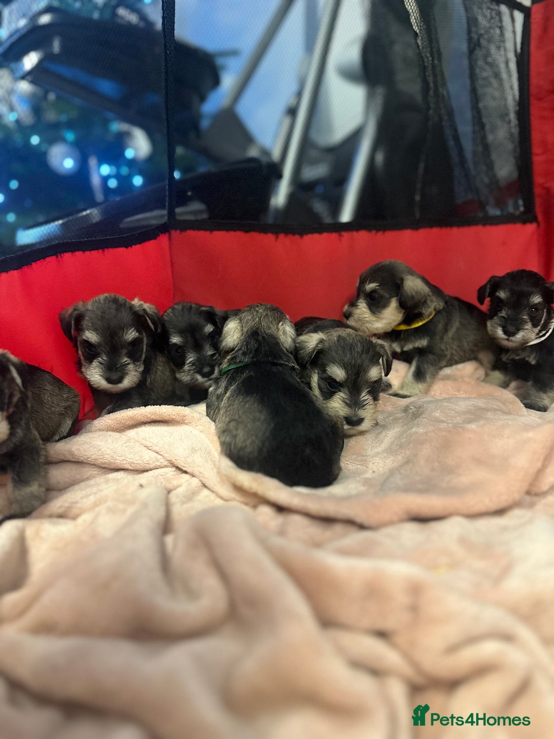 Miniature Schnauzer dogs for sale: OUTSTANDING CHAMPION LINES PUPPIES  - Advert 25