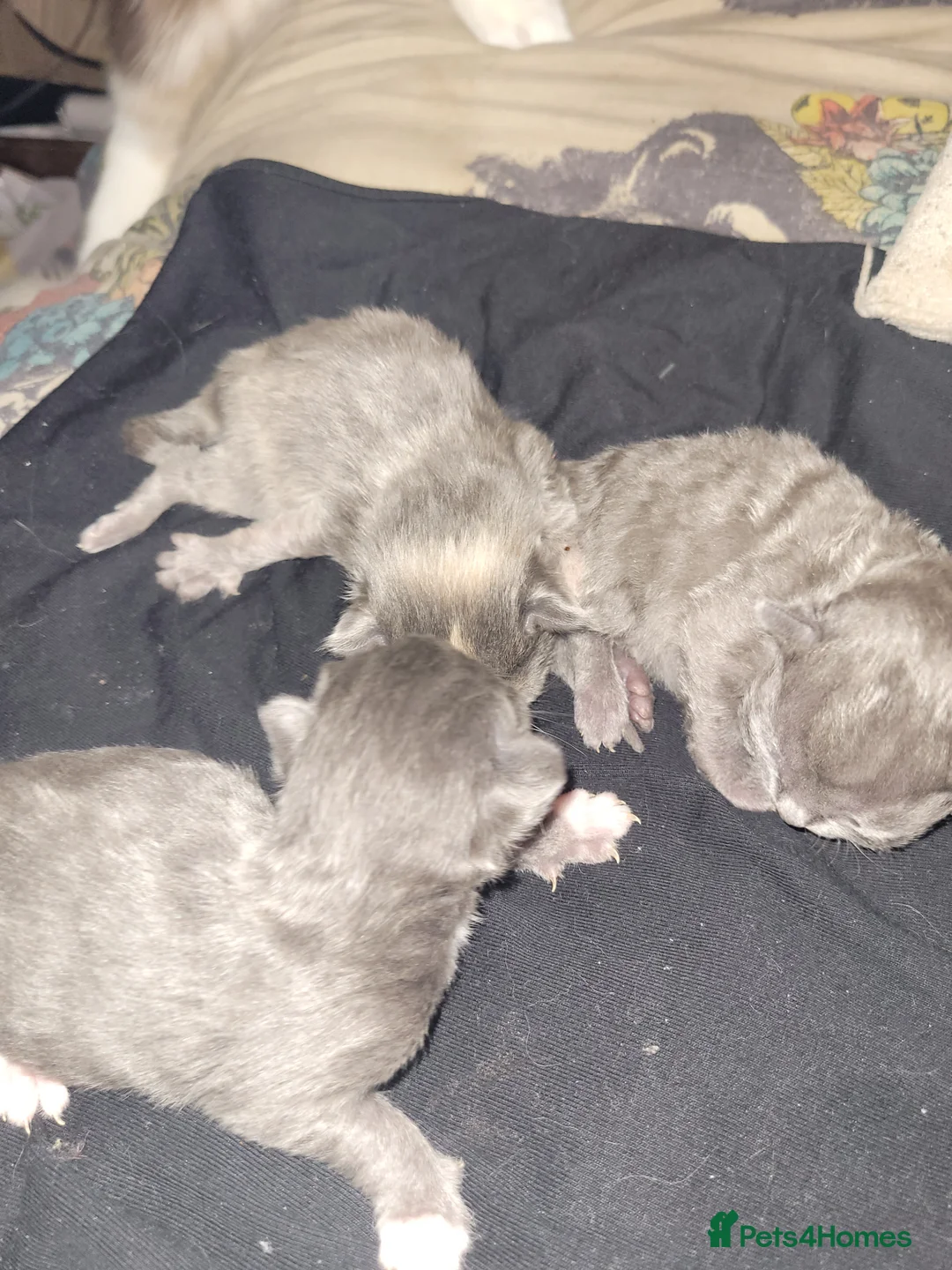 Mixed Breed cats for sale: Beautiful grey kittens  - Advert 2