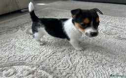Jack Russell dogs for sale: Jack russel puppy’s  - Image 2