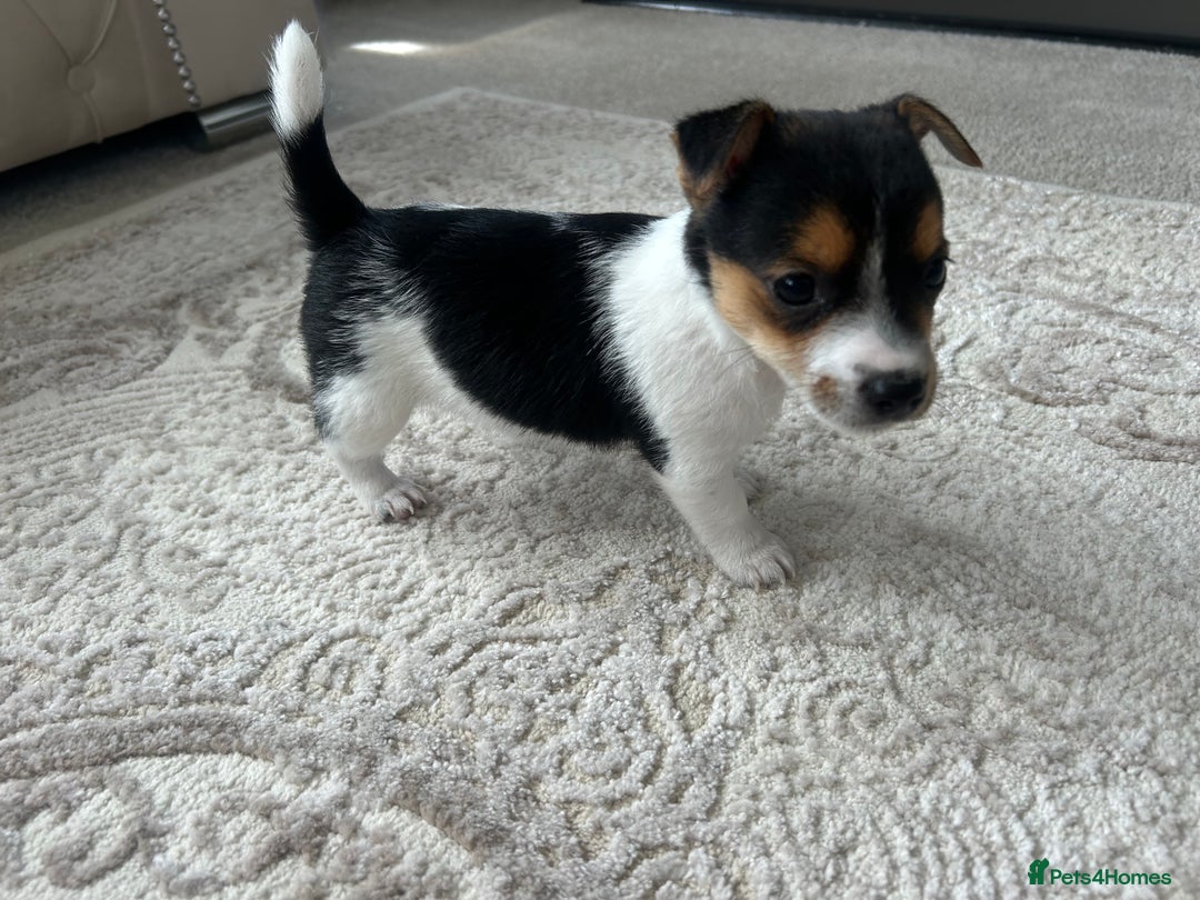 Jack Russell dogs for sale: Jack russel puppy’s  - Image 2
