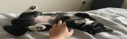 Domestic Shorthair cats for sale: Sia   in Leicester - Advert 1