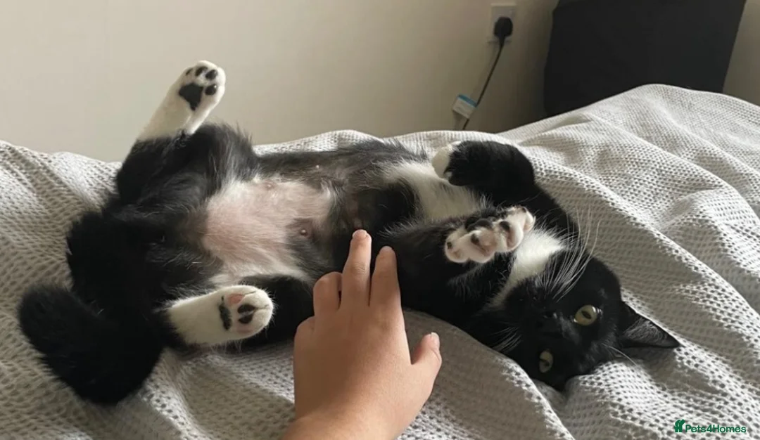 Domestic Shorthair cats for sale: Sia   in Leicester - Advert 1