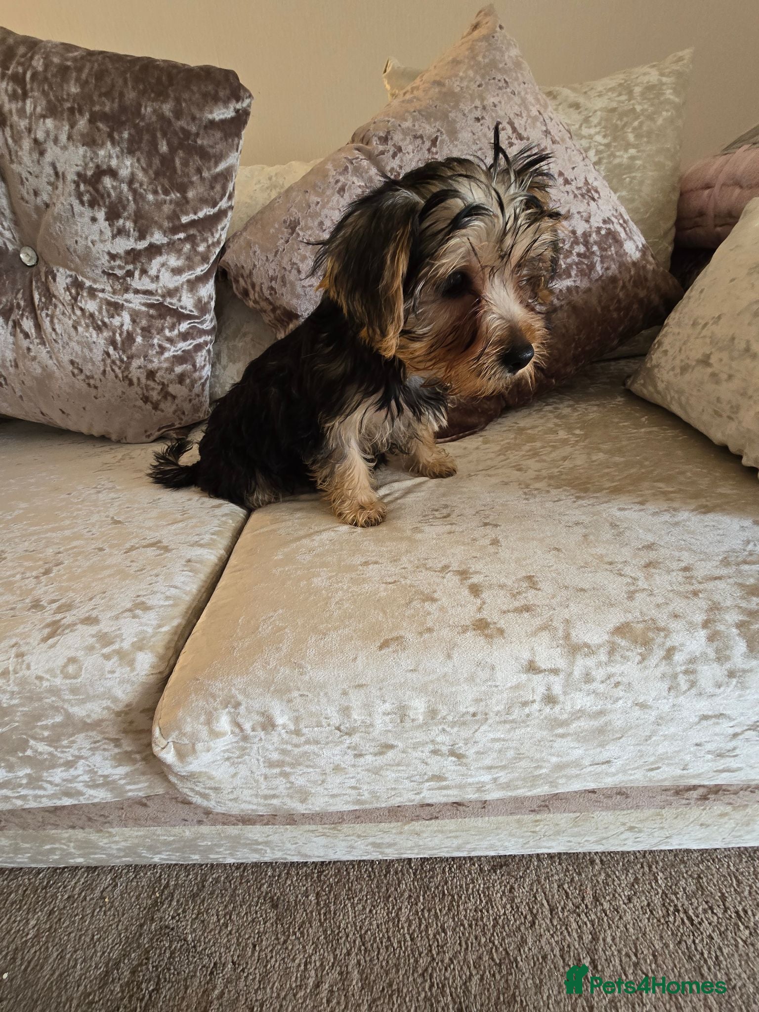 Yorkshire Terrier dogs 4 amazing yorkies 2 girls 2 boys  - Advert 1