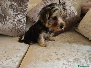 Yorkshire Terrier dogs 4 amazing yorkies 2 girls 2 boys - Advert 1