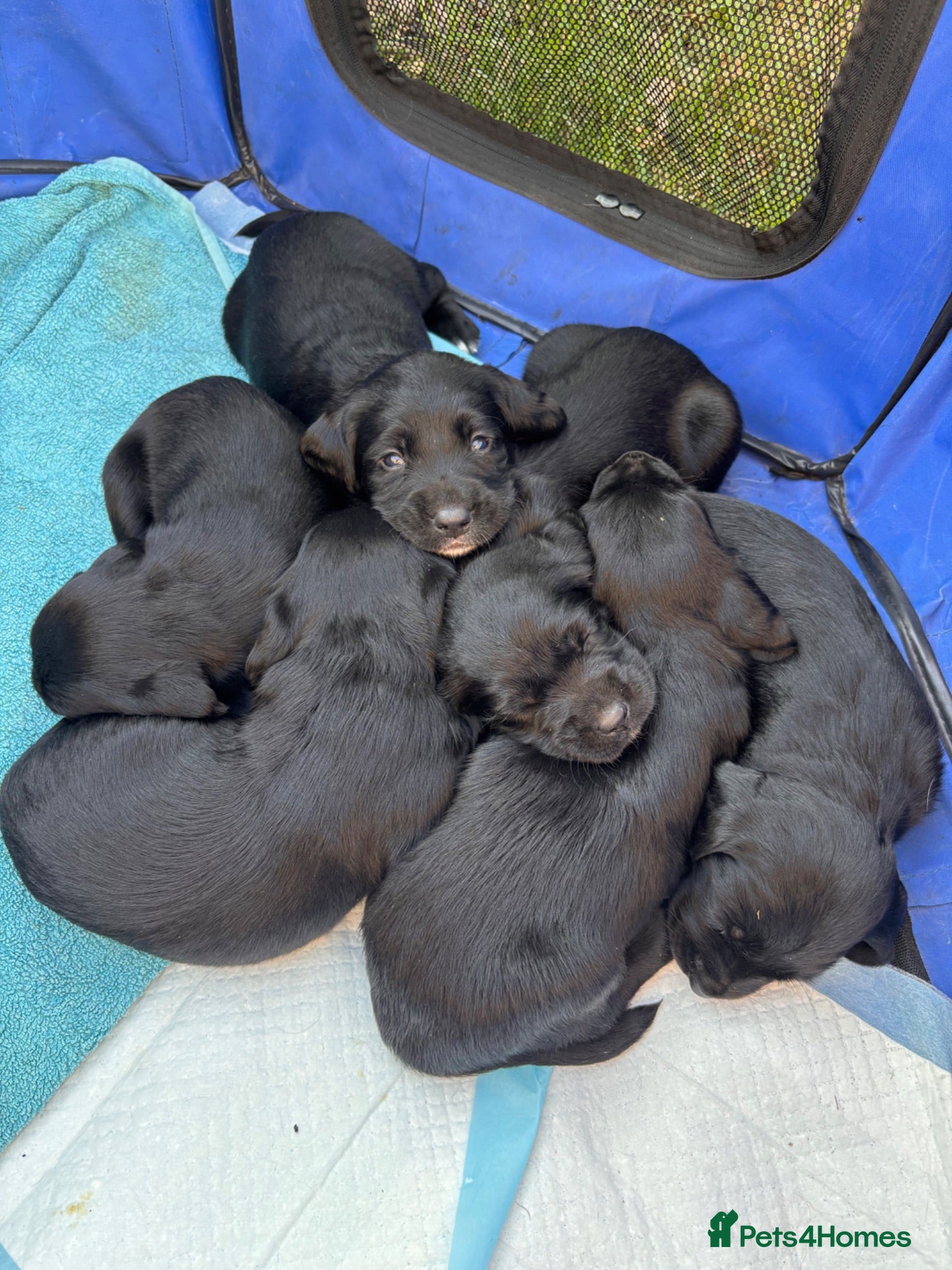 Springador dogs Stunning Springador Pups,super for family/working  - Advert 2