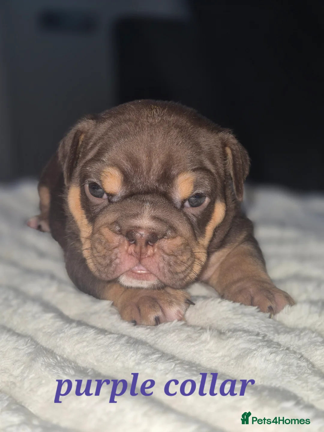 English Bulldog dogs for sale: KC ENGLISH BULLDOG PUPS  - Advert 2