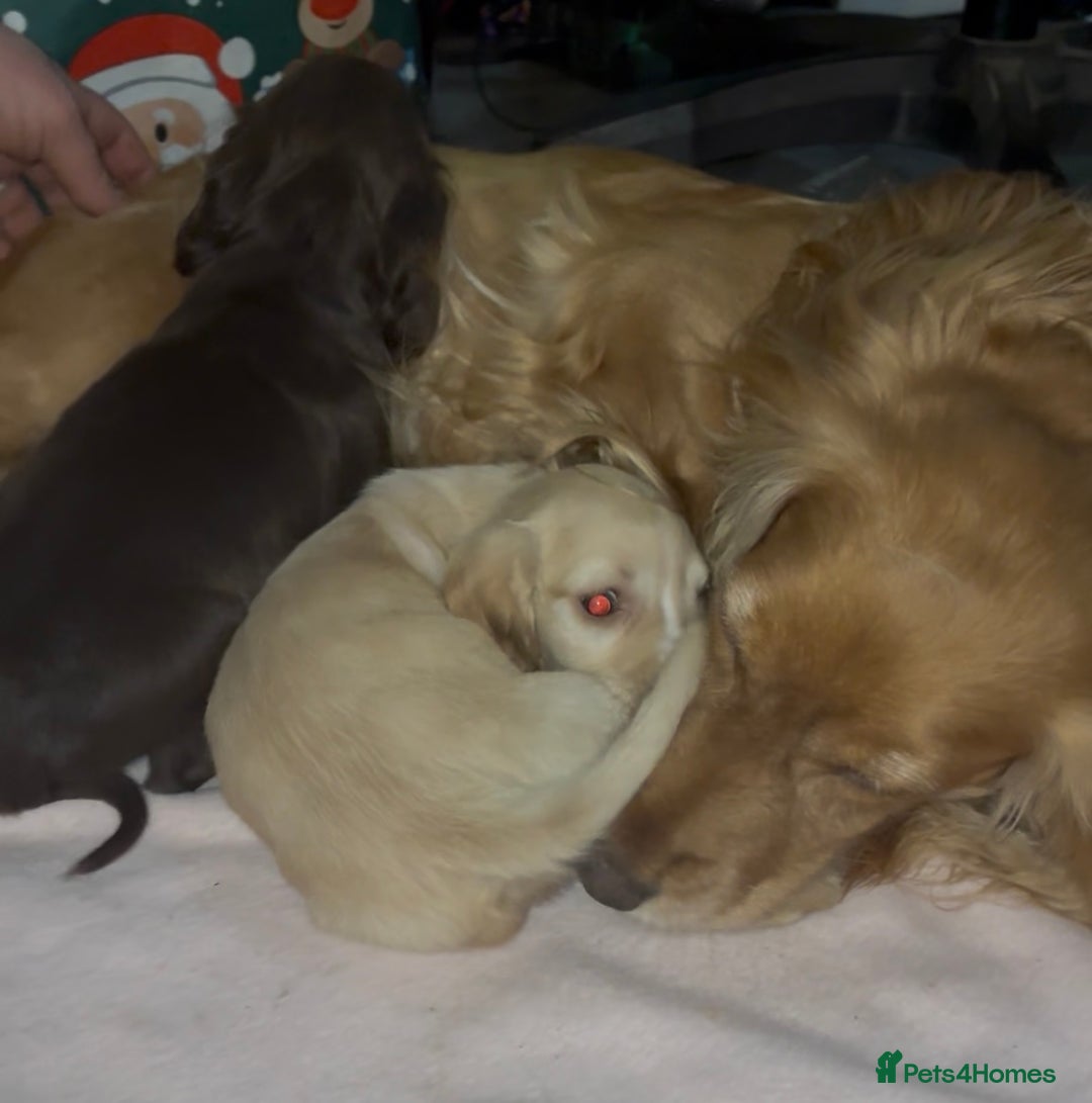 Cocker Spaniel dogs for sale: Ready now!!! Beautiful working cocker spaniels - Advert 8