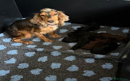 Cocker Spaniel dogs for sale: 🌟Cocker spaniel puppies🌟 - Image 6