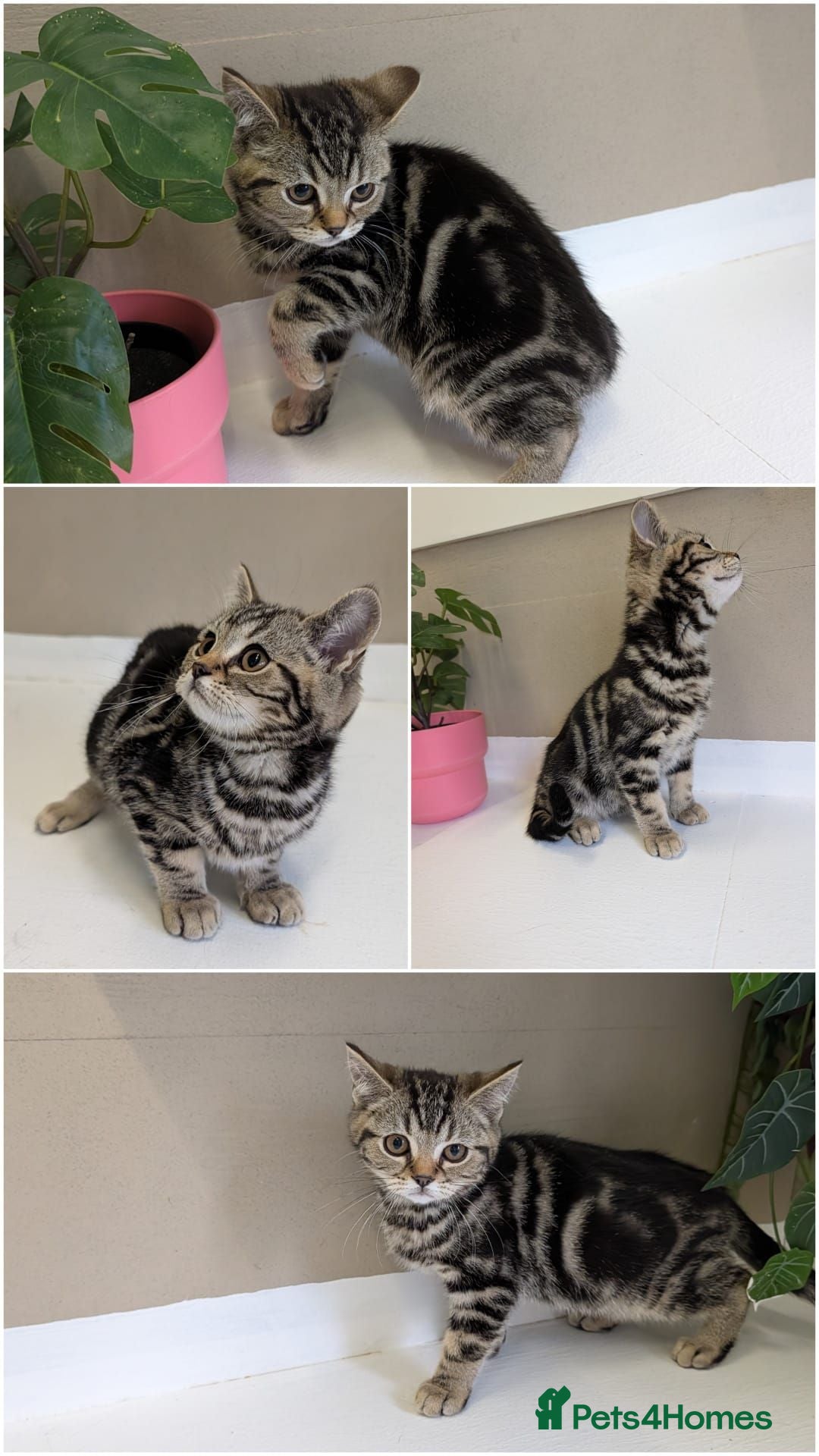British Shorthair cats 🌟Super Rare Litter!!🌟Pedigree British Shorthairs - Advert 6