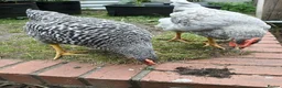 Chickens poultry for sale: 2x friendly roosters ! - Advert 6
