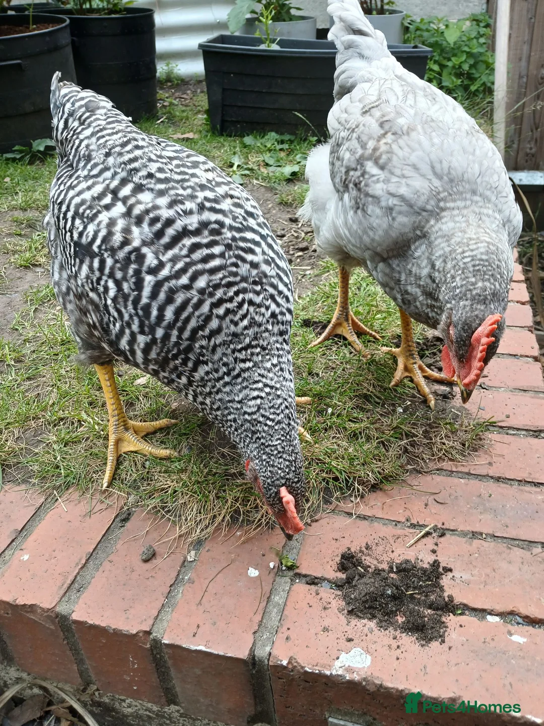 Chickens poultry for sale: 2x friendly roosters ! - Advert 6