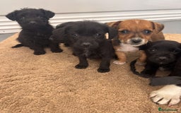 Jack Russell dogs for sale: Jackrussell puppies for sale - Image 1