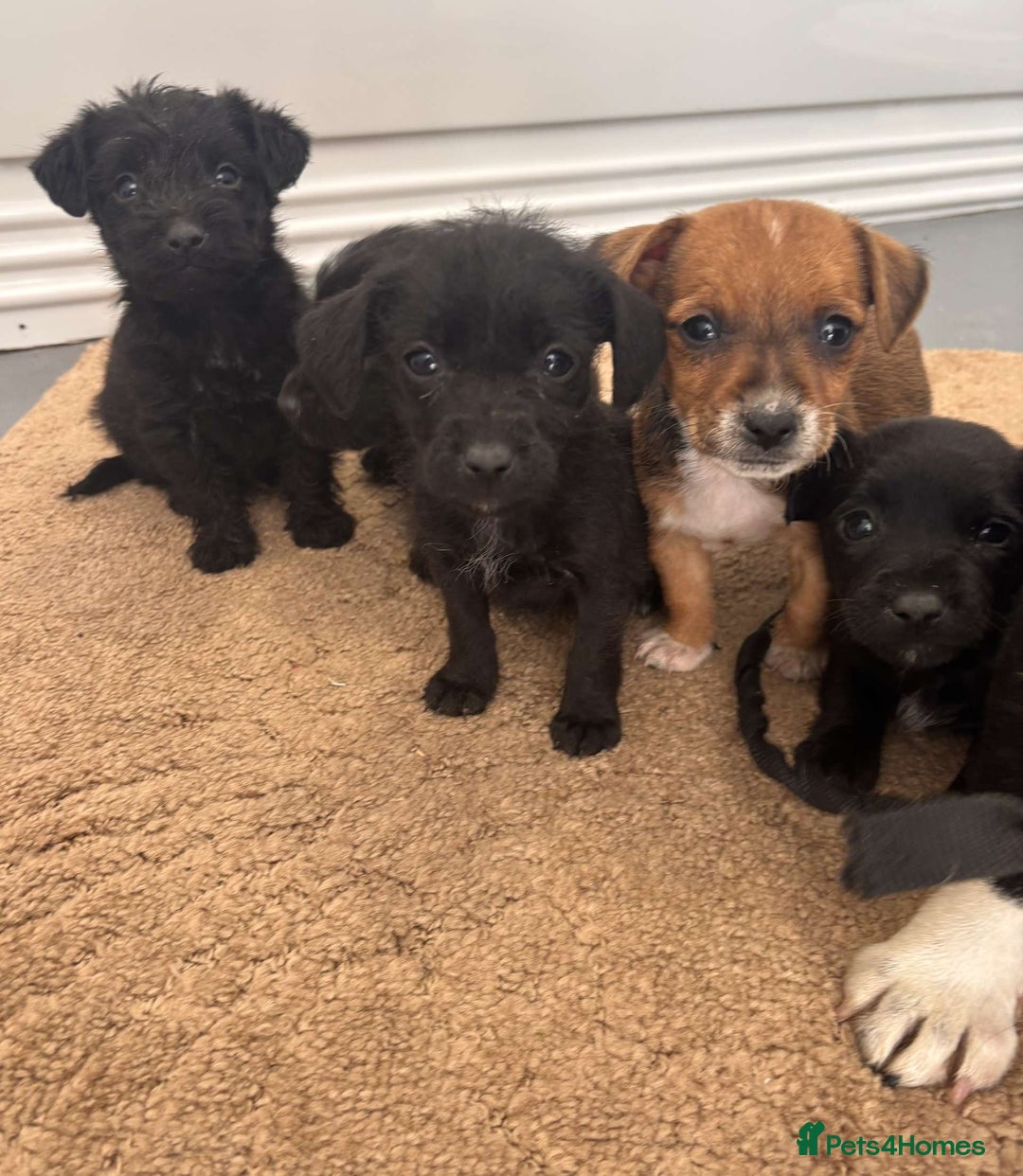 Jack Russell dogs for sale: Jackrussell puppies for sale - Image 1