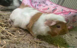 Guinea Pig rodents for sale: 2 Bonded Female Guinea Pigs - Image 3