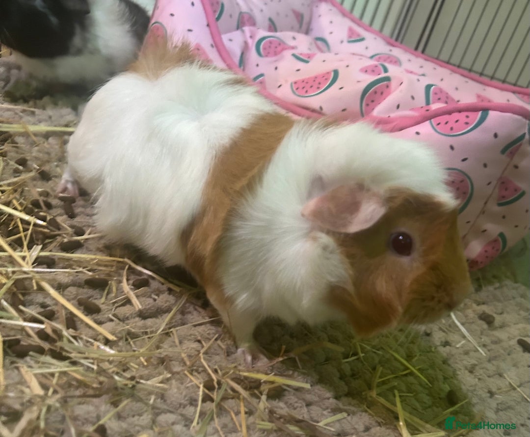 Guinea Pig rodents for sale: 2 Bonded Female Guinea Pigs - Image 3