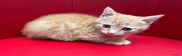Mixed Breed cats for sale: Ginger Boy looking for a loving home. - Advert 1