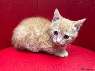Mixed Breed cats Ginger Boy looking for a loving home. - Advert 2