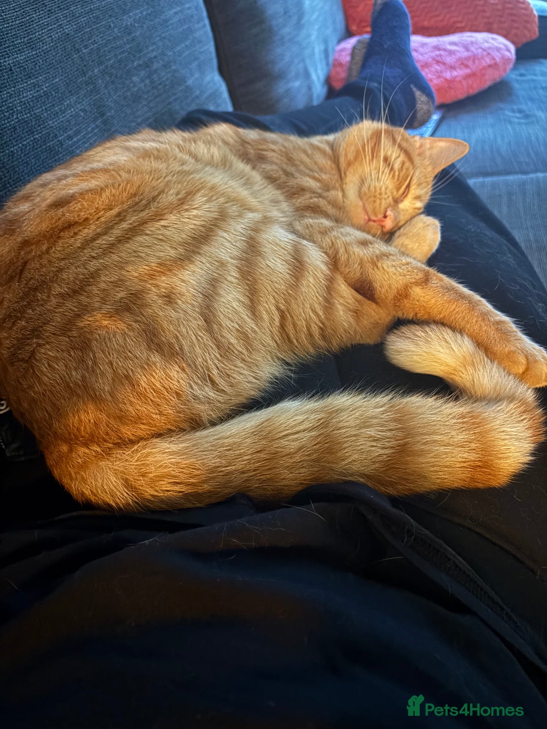 Mixed Breed cats for sale: Ginger 1 year old Kitten  - Image 6