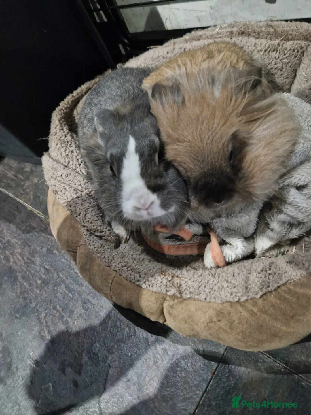 Lionhead rabbits for sale: Lionhead Rabbit For Rehome.  in Birmingham - Advert 2