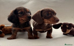 Miniature Dachshund dogs for sale: Gorgeous rainbow litter of miniature dachshund’  - Image 1