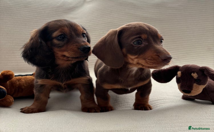 Miniature Dachshund dogs - Advert 11