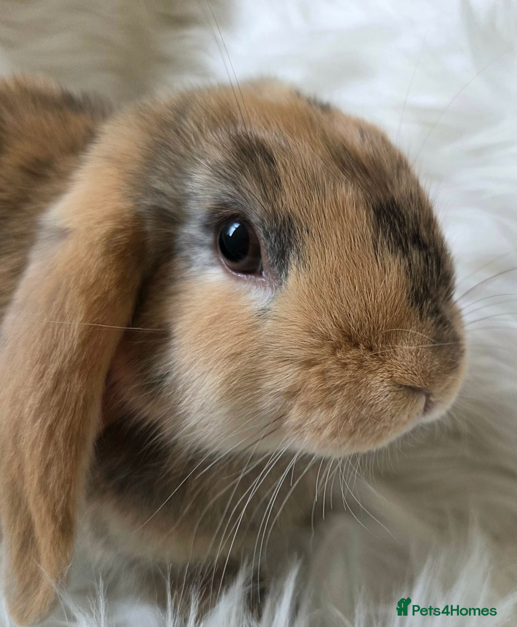 Mini Lop rabbits Beautiful mini lop boys and girls avalible - Advert 2