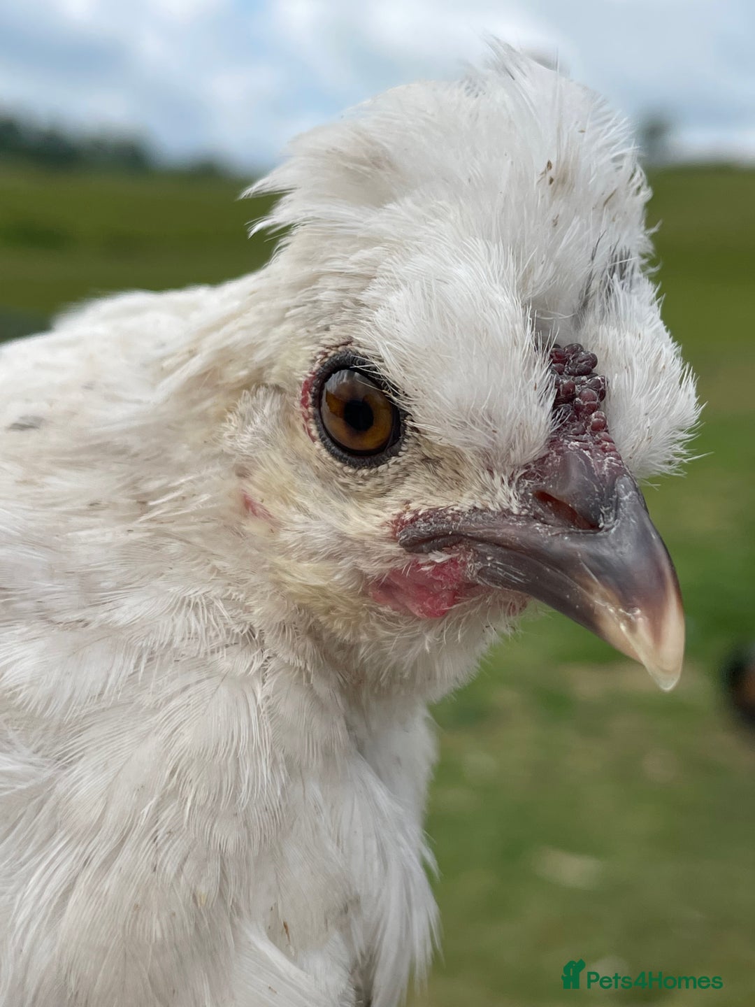 Chickens poultry for sale: Frizzle Rooster and variety of hens - Image 11