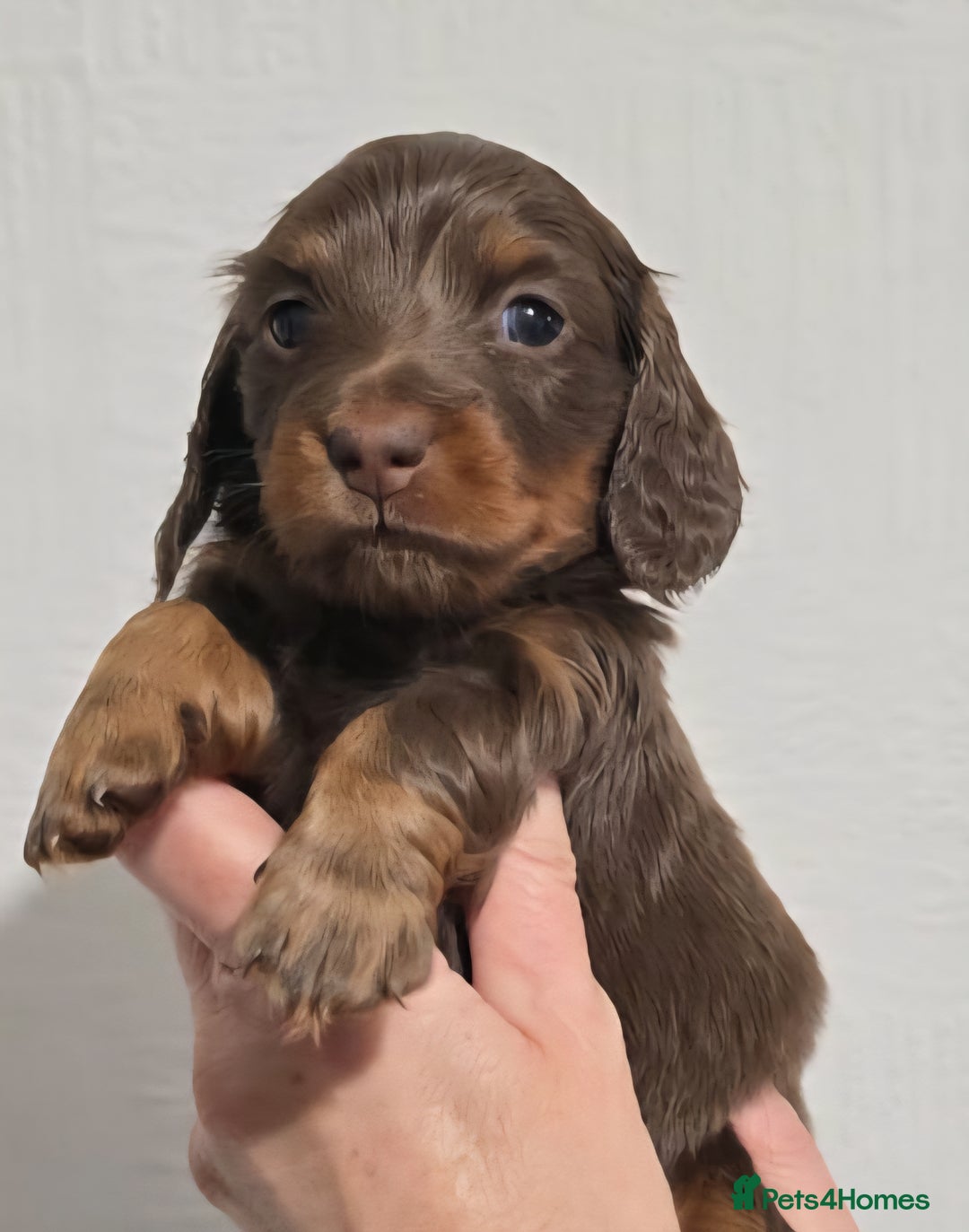 Miniature Dachshund dogs for sale: KC Reg. PRA Clear Long Haired Mini Dachshunds  - Advert 4