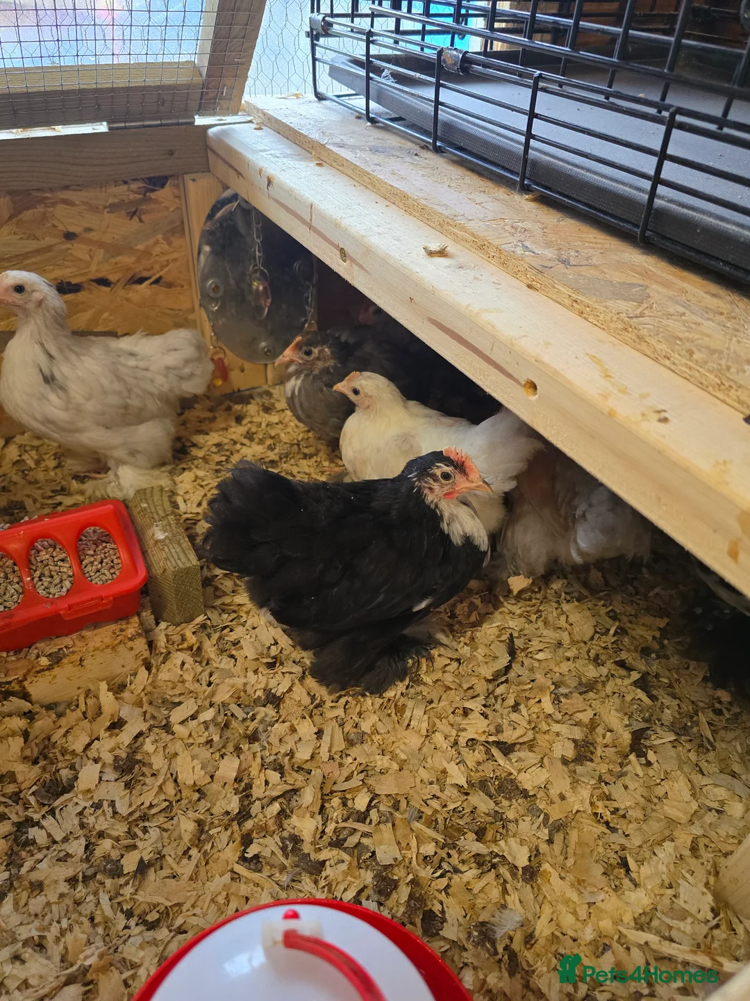 Chickens poultry for sale: PEKINS BANTAMS & QUAIL CELADON pullets & young - Advert 13