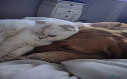 British Shorthair cats for sale: Beautiful British Shorthair Queen - Image 9