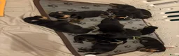 Rottweiler dogs for sale: Rottweiler puppies looking for forever homes  - Advert 6