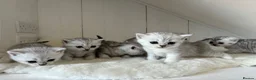 British Shorthair cats for sale: Stunning Snow Spot BSH Kittens  - Advert 4