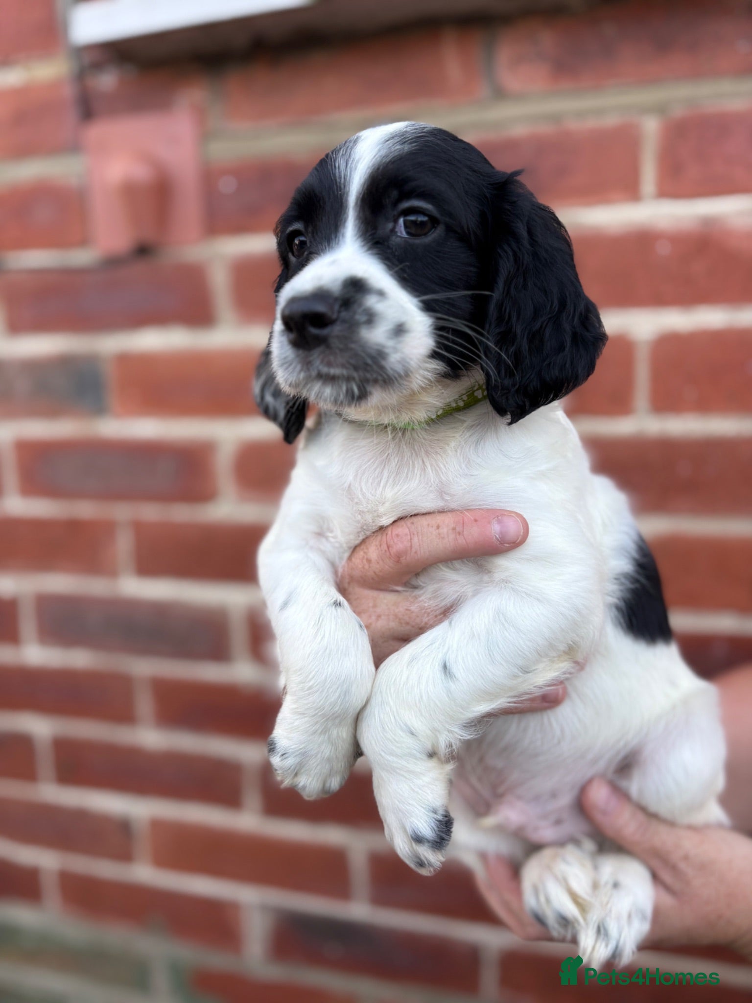 English Springer Spaniel dogs  KC registered English springer spaniel puppies - Advert 2