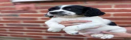 English Springer Spaniel dogs for sale:  KC registered English springer spaniel puppies - Advert 2