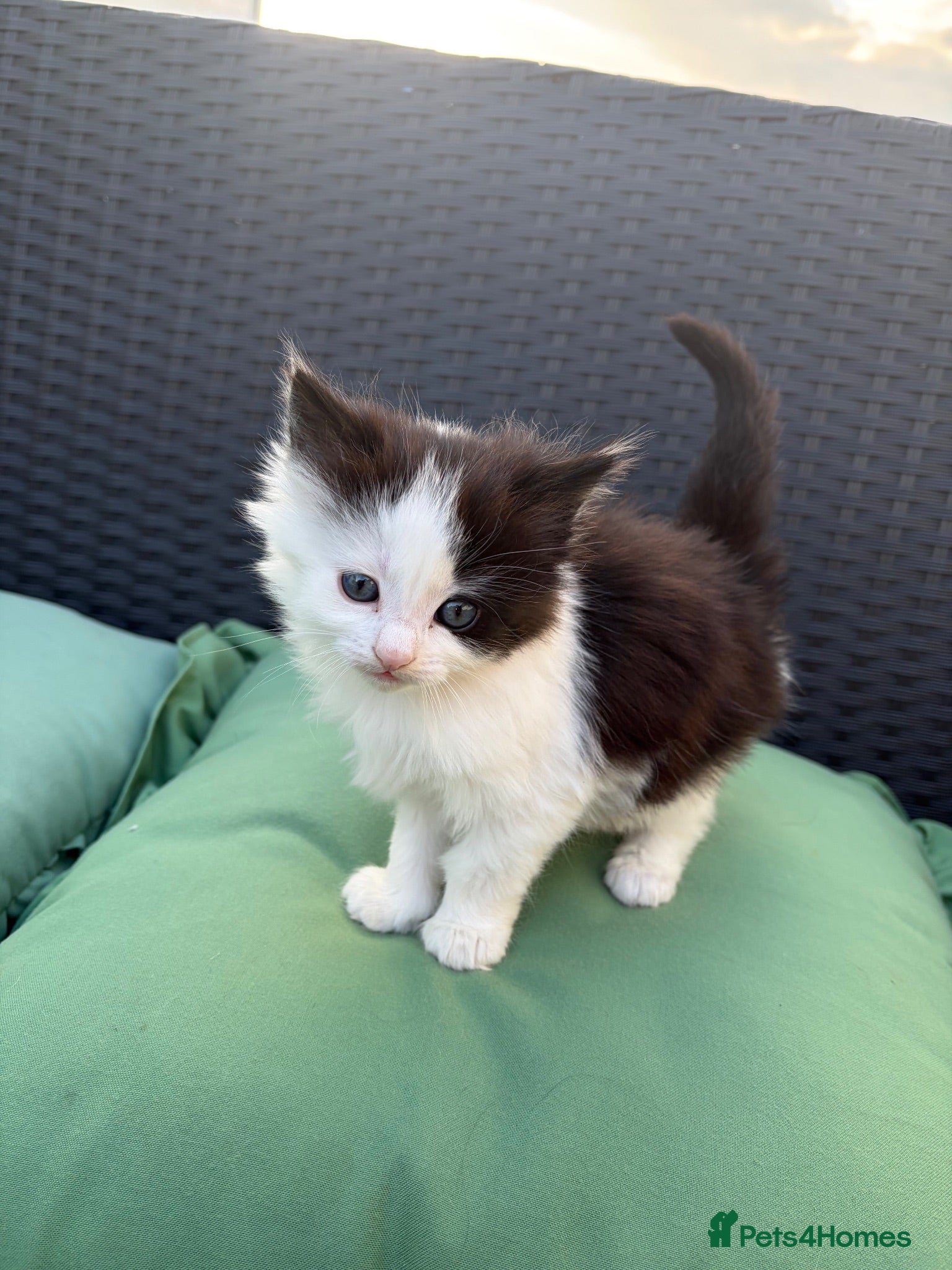 Mixed Breed cats Female kitten white and black for sale - Advert 6