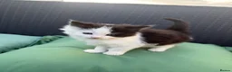 Mixed Breed cats for sale: Female kitten white and black for sale in Gloucester - Advert 1