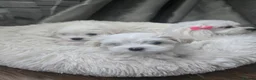 Maltese dogs for sale: Stunning Maltese puppies  in Chelmsford - Advert 9