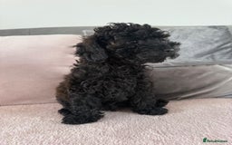 Toy Poodle dogs for sale: READY TO LEAVE Adorable Toy Poodles - Image 10