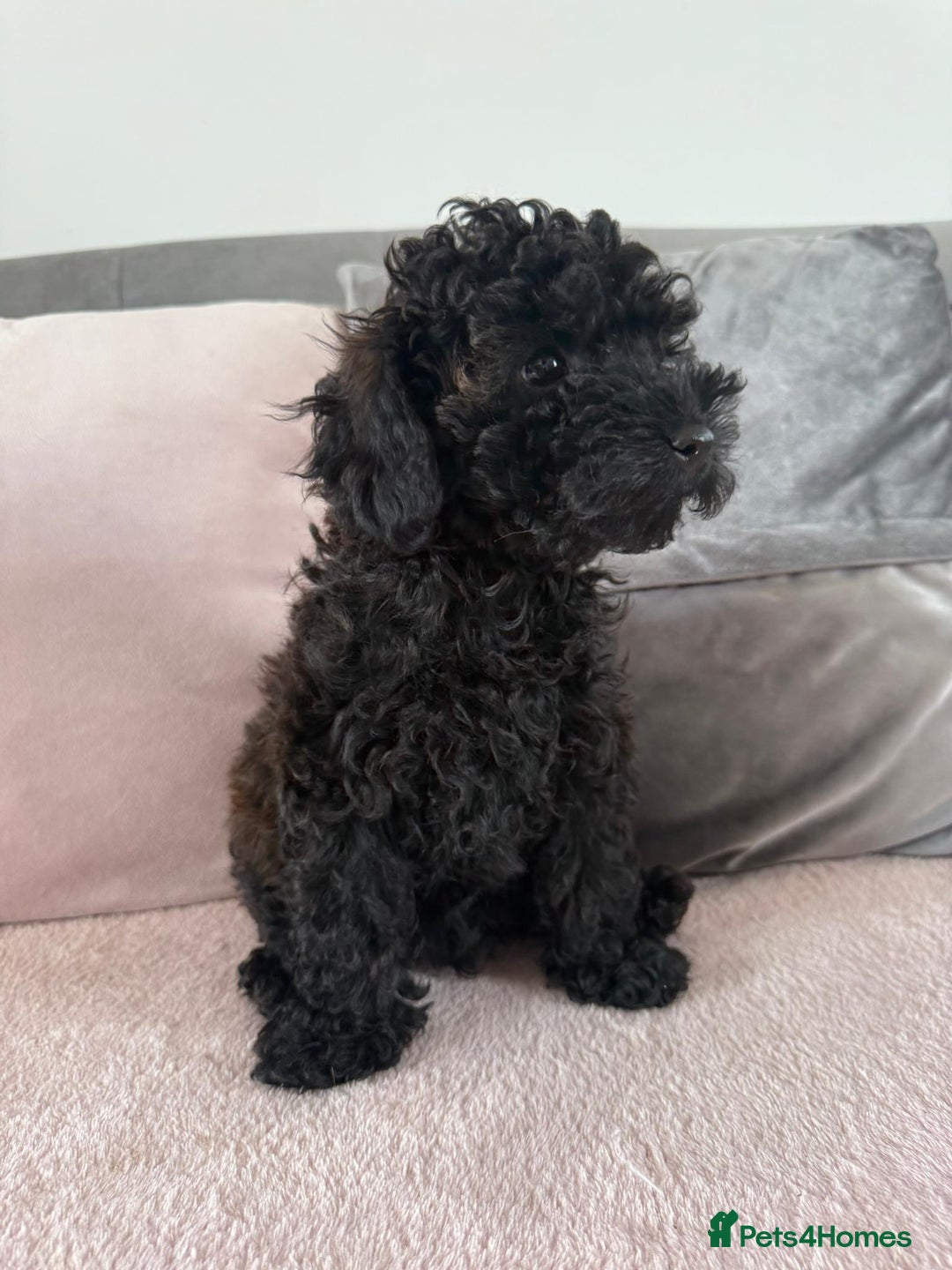 Toy Poodle dogs for sale: READY TO LEAVE Adorable Toy Poodles - Image 10