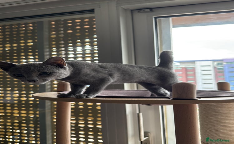 Russian Blue cats - Advert 1