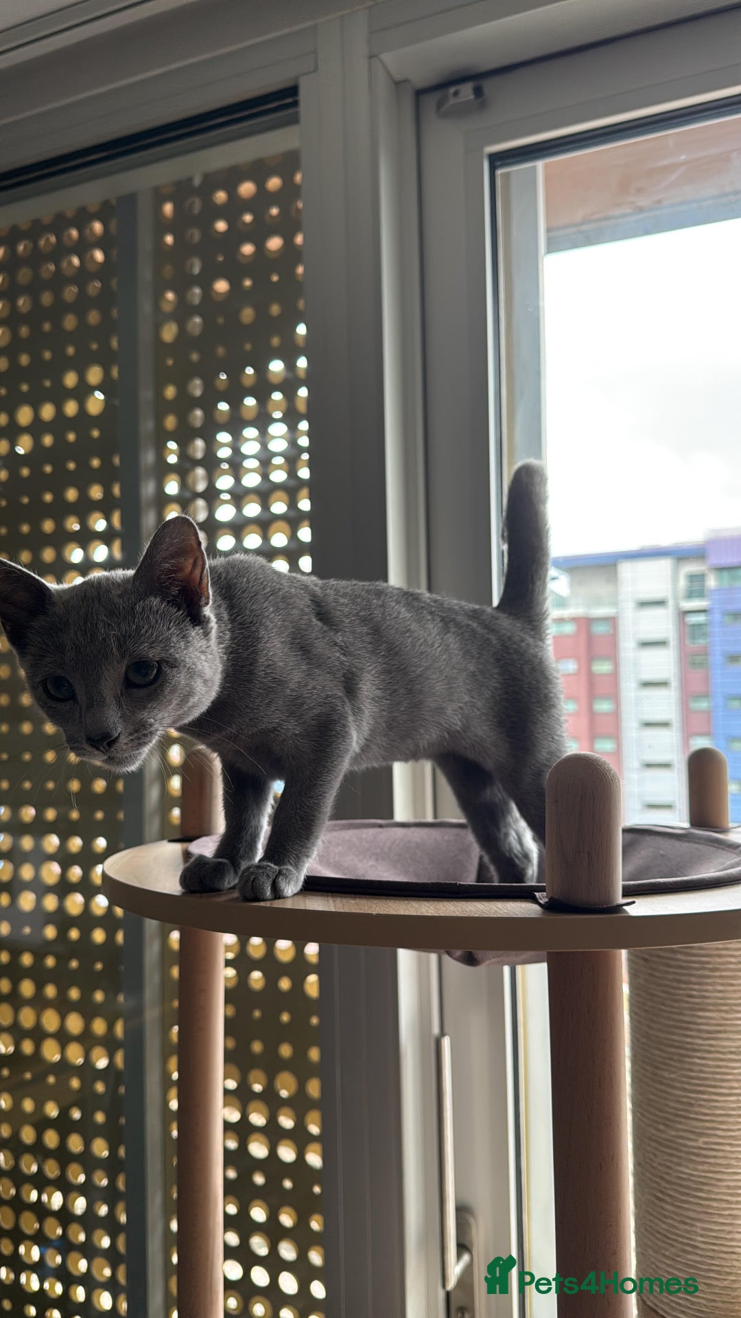 Russian Blue cats for sale: 4-month old Russian Blue girl kitten + extra - Image 1