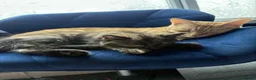 Mixed Breed cats for sale: Mother and daughter  in Saint Leonards-on-sea - Advert 6