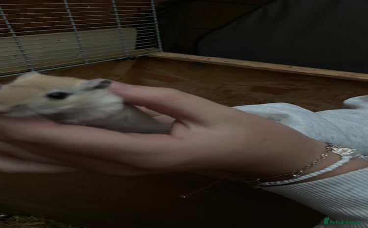 Gerbil rodents - Advert 1