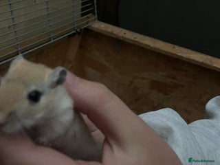 Gerbil rodents - Advert 1