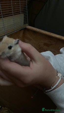 Gerbil rodents - Advert 1