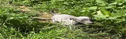 Whippet dogs for sale: KC registered whippet puppies  - Advert 7