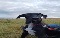 Mixed Breed dogs for sale: Mr pickle - Image 2