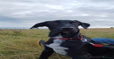 Mixed Breed dogs - Advert 4