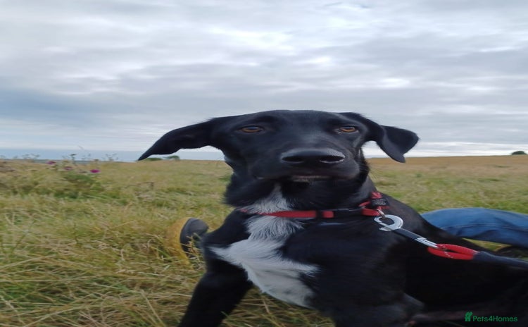 Mixed Breed dogs - Advert 15